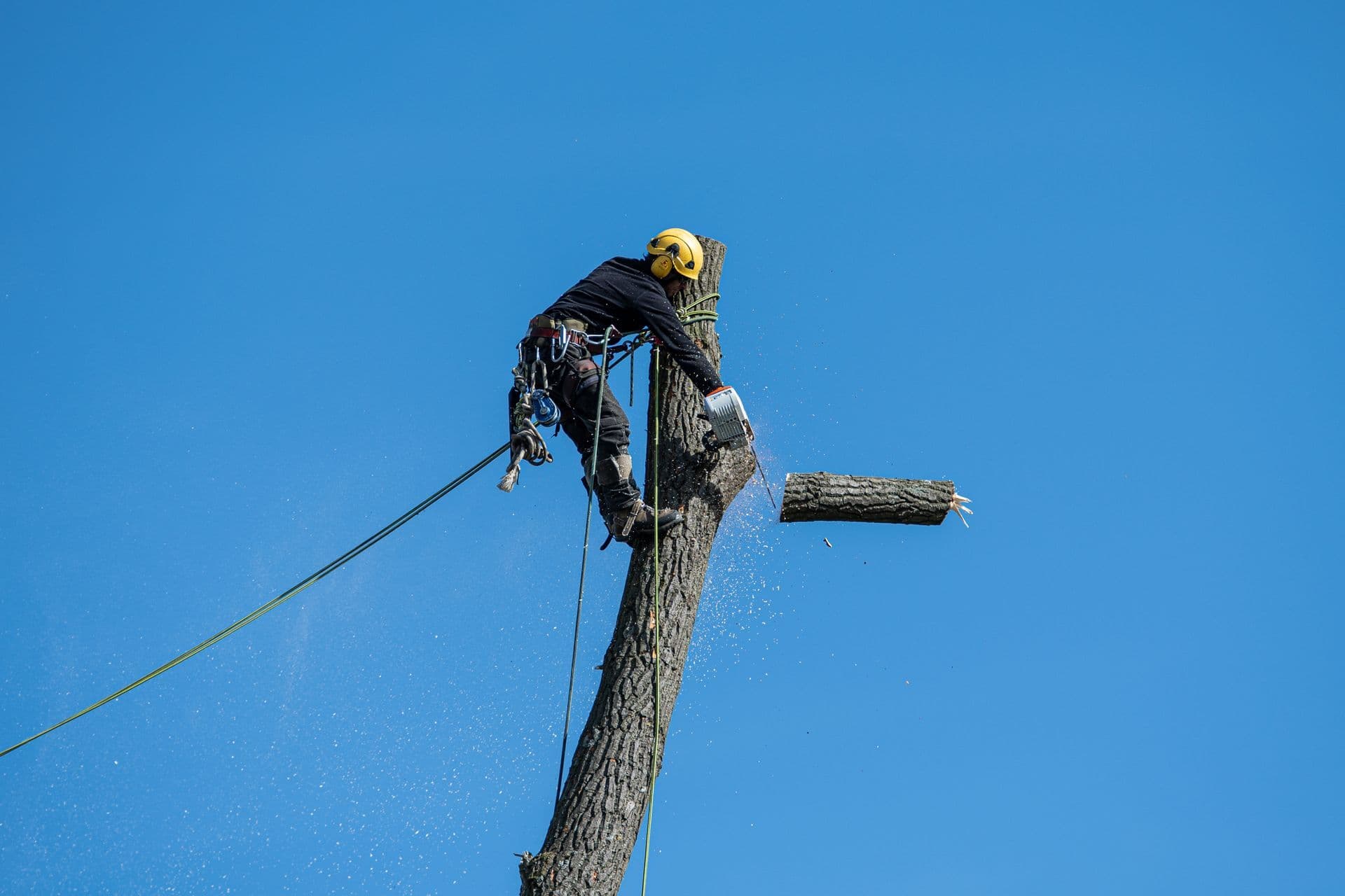 Élagueur encordé au sommet d’un tronc, une section de bois tombant sous la tronçonneuse