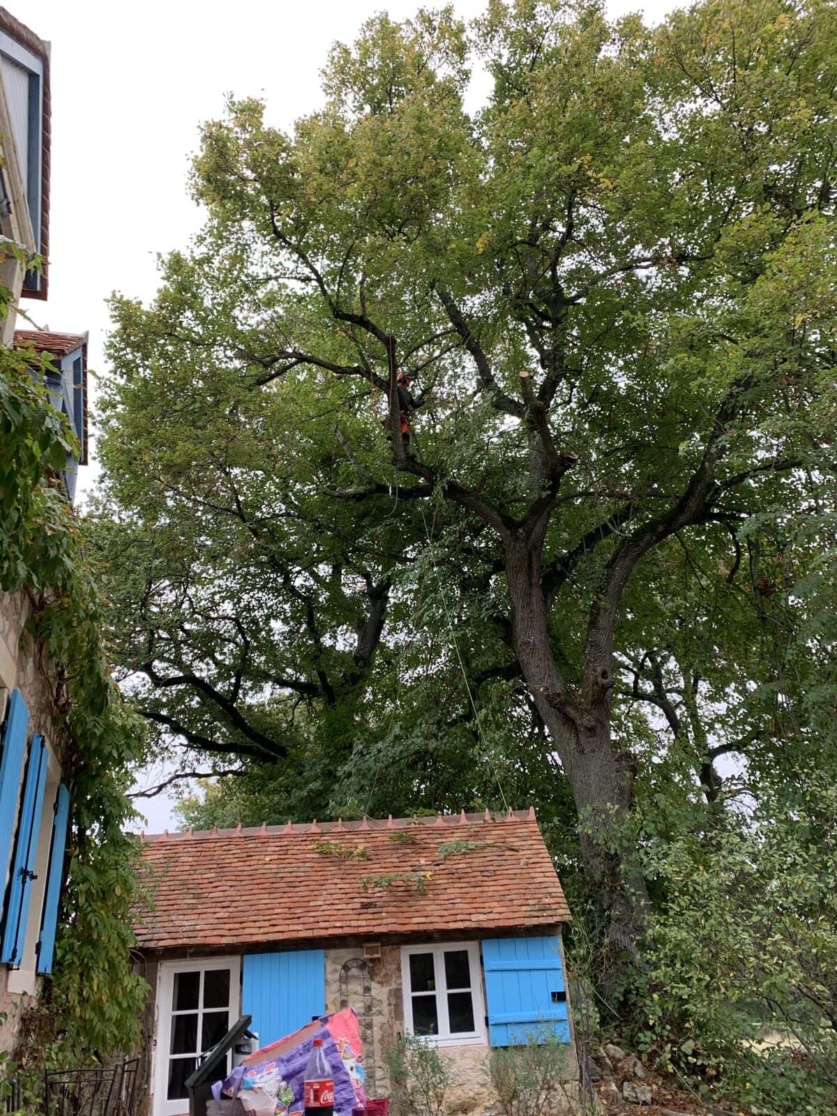 Grand chêne à élaguer, au-dessus d’une dépendance aux volets bleus