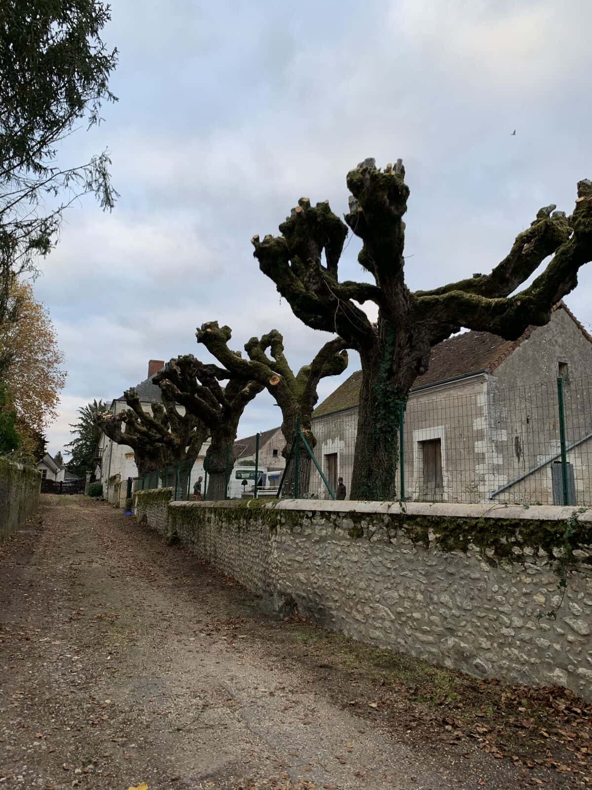Alignement de platanes taillés en têtards le long d’un mur de pierre